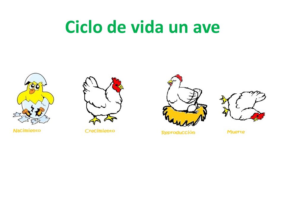 ciclo de vida de un animal ciclo de vida de un animal